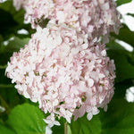 Hydrangea Arborescens Candybelle Marshmallow  1