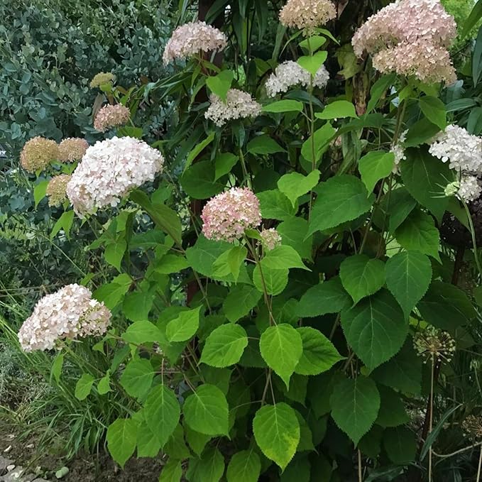 Hydrangea Arborescens Candybelle Marshmallow  3