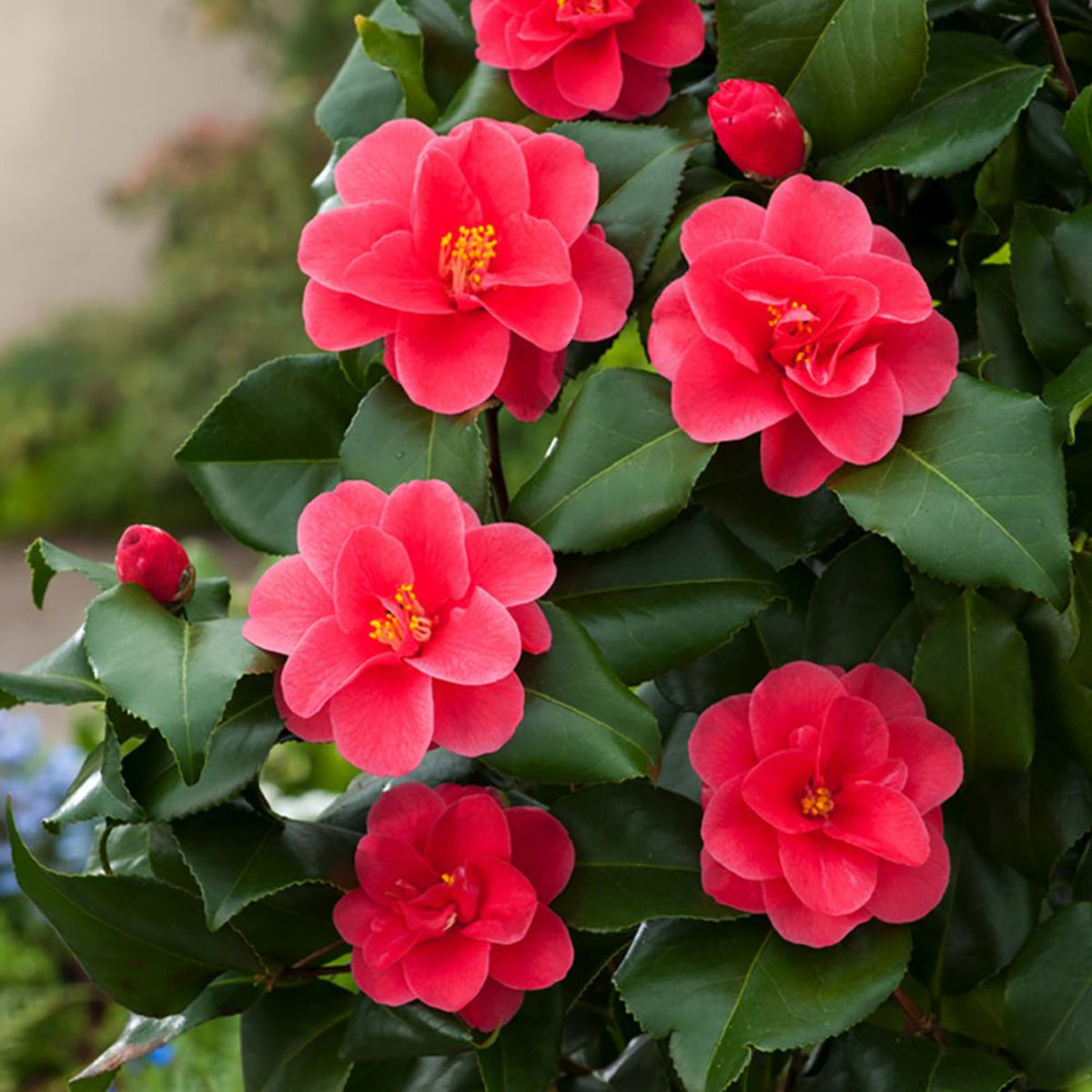 Camellia Japonica Mary Williams Plant