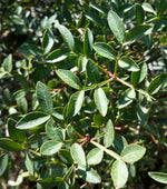 Pistachio Nut Tree (Pistacia) image3