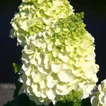 Hydrangea Paniculata Magical Matterhorn  1