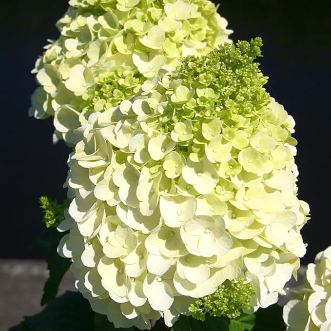 Hydrangea Paniculata Magical Matterhorn  1