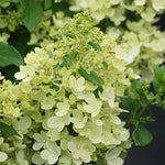 Hydrangea Paniculata Magical Matterhorn  3