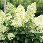 Hydrangea Paniculata Magical Matterhorn  4