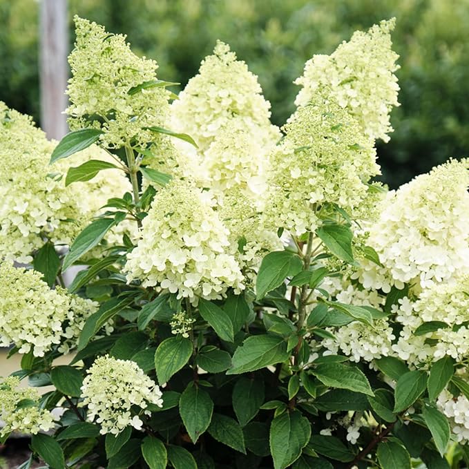 Hydrangea Paniculata Magical Matterhorn  4