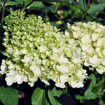 Hydrangea Paniculata Magical Matterhorn  2