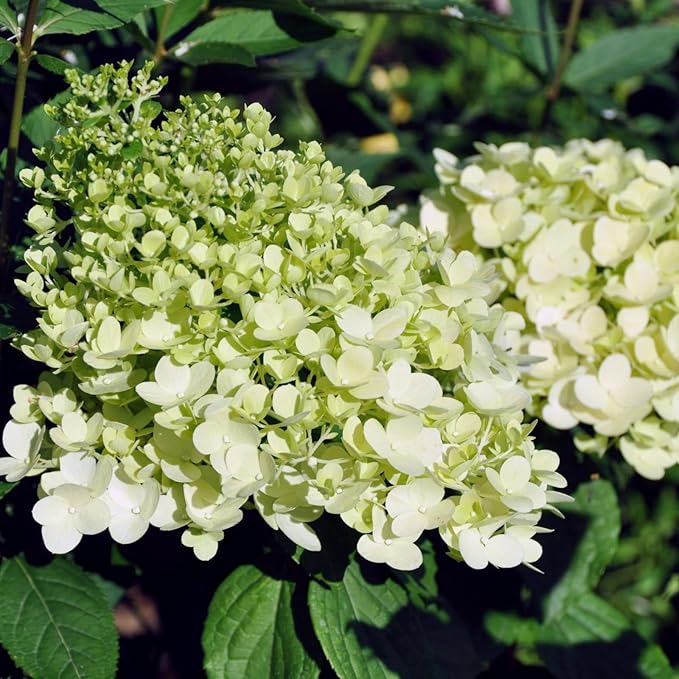 Hydrangea Paniculata Magical Matterhorn  2