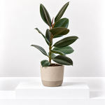 Ficus Elastica Melany Rubber Plant  1