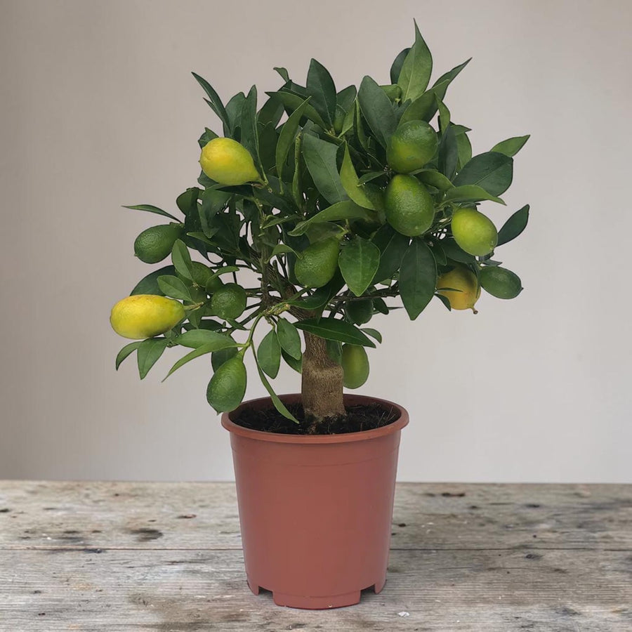 Citrus Tree Mix (Lemon & Calamondin)  5