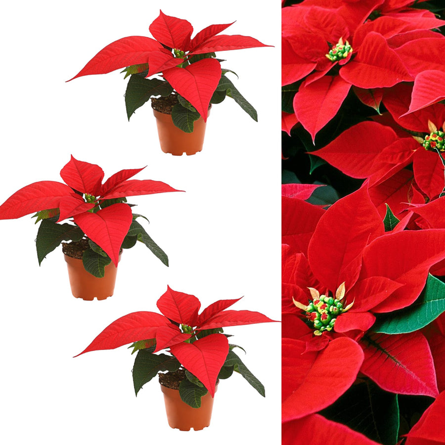 Mini Poinsettia Plants 3 x Mini Poinsettia Plants image1 2