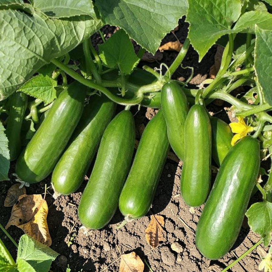 Mini Cucumber Plant  1