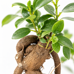 Mini Bonsai Ficus Retusa  2