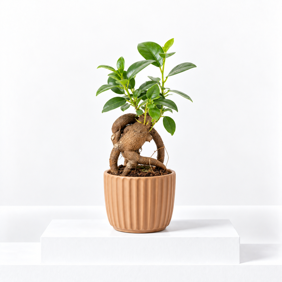 Mini Bonsai Ficus Retusa  1