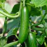 Mini Cucumber Plant  3