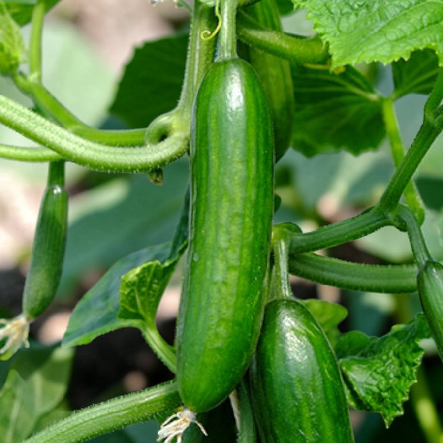 Mini Cucumber Plant  3
