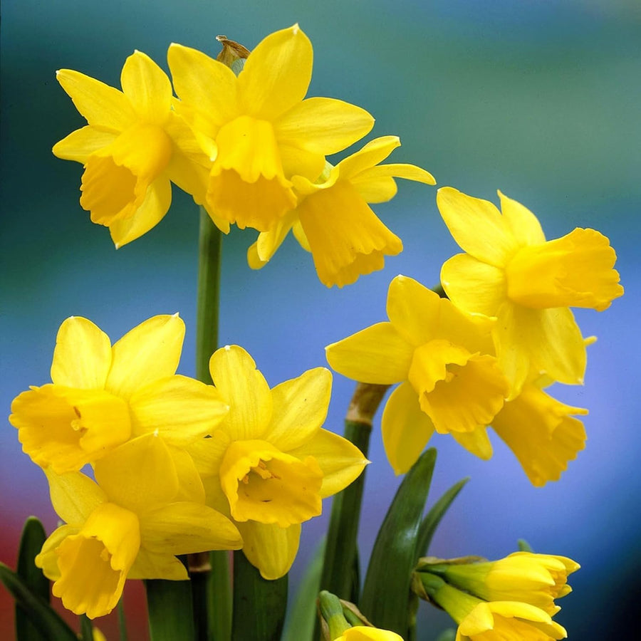 Mini Daffodil Plants - Narcissus Tete a Tete  1