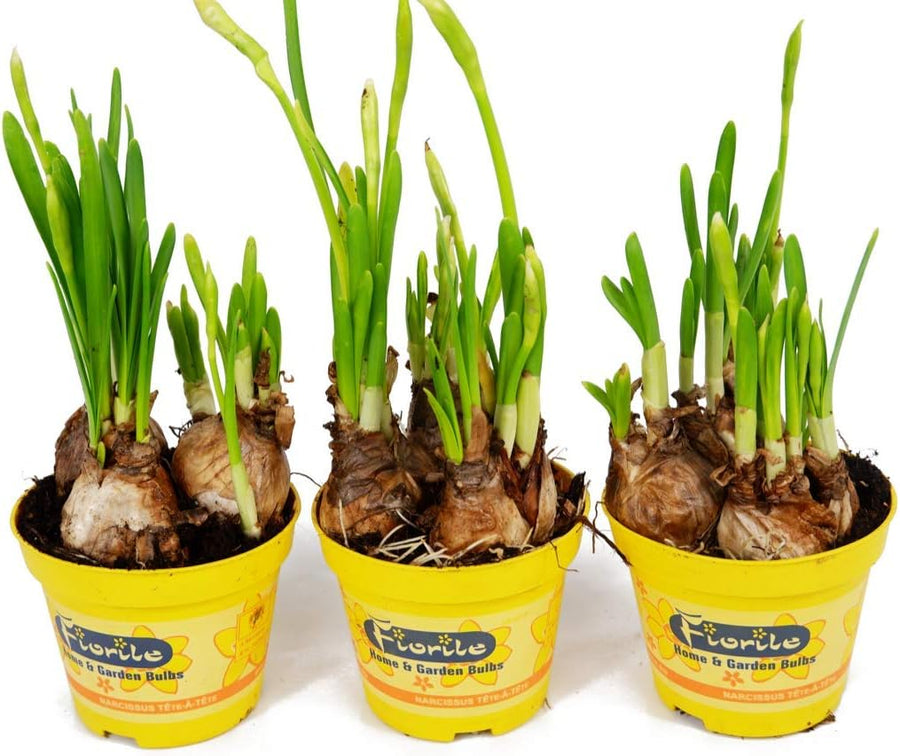 Mini Daffodil Plants - Narcissus Tete a Tete  4