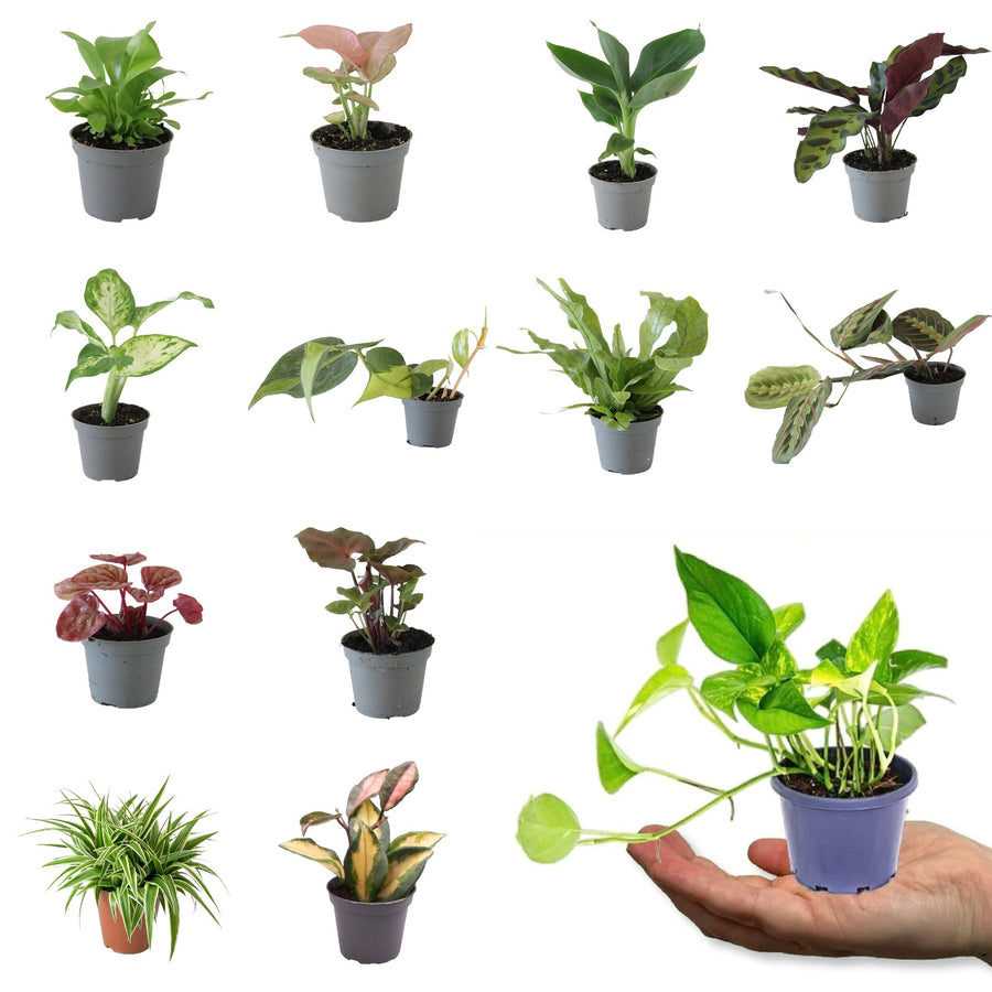 Mini Indoor Mix miniplantmix 1