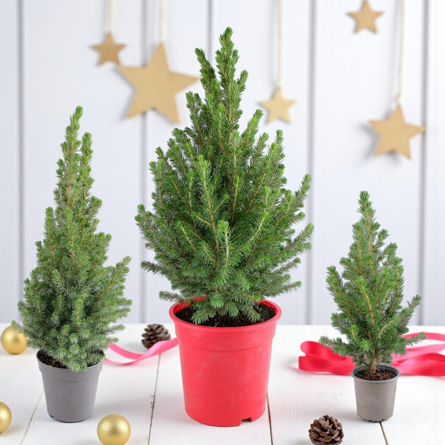Picea Glauca Conica Mini Christmas Tree  3