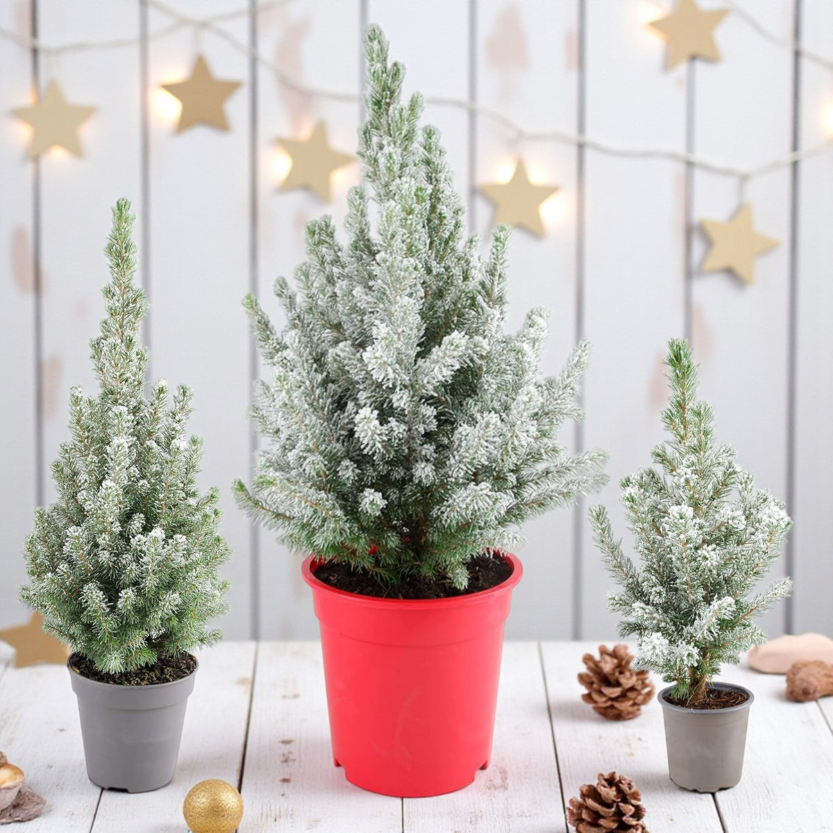 Picea Glauca Conica Mini Christmas Tree  3