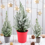 Picea Glauca Conica Mini Christmas Tree  3