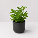 Herb Plant Collection For Beginners - Rosemary, Parsley & Mint Plants  3
