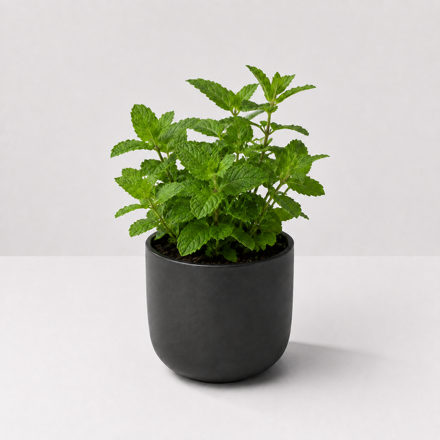 Herb Plant Collection For Beginners - Rosemary, Parsley & Mint Plants  3