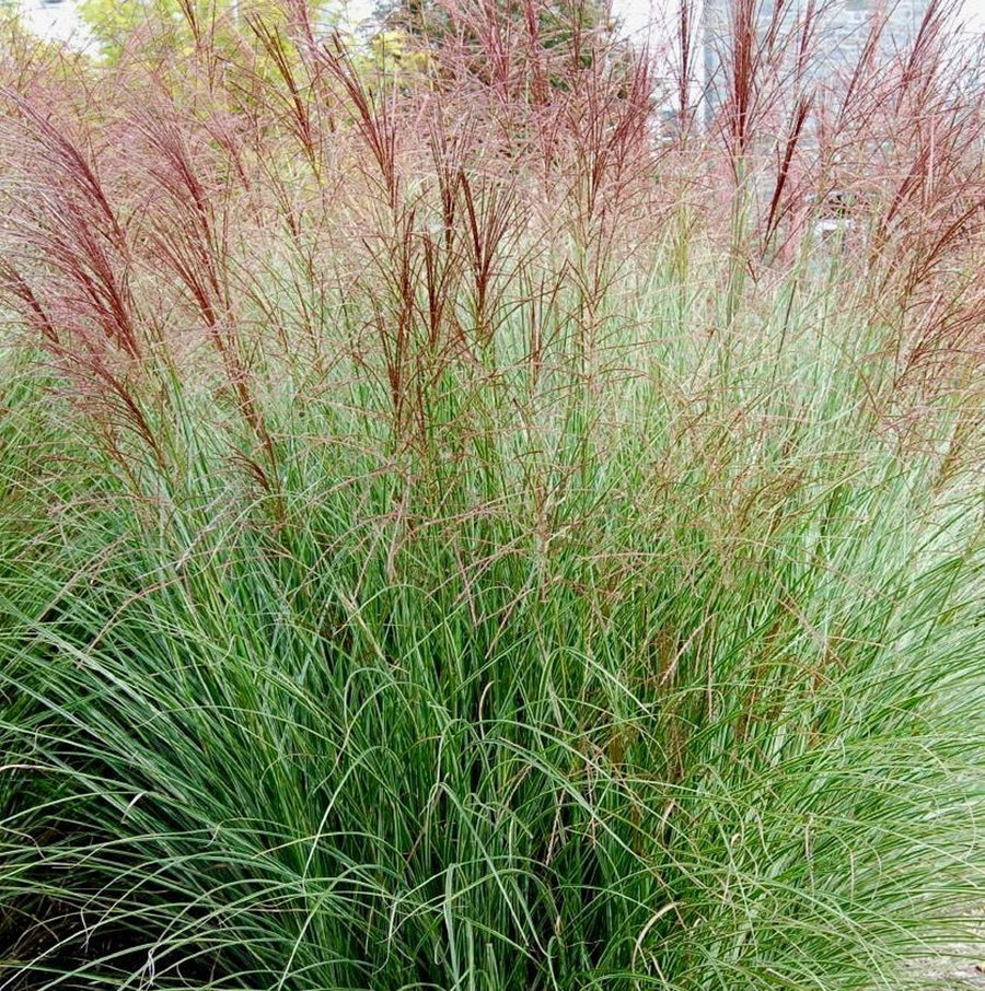 Miscanthus - 'Morning Light' miscanthusgrass 1
