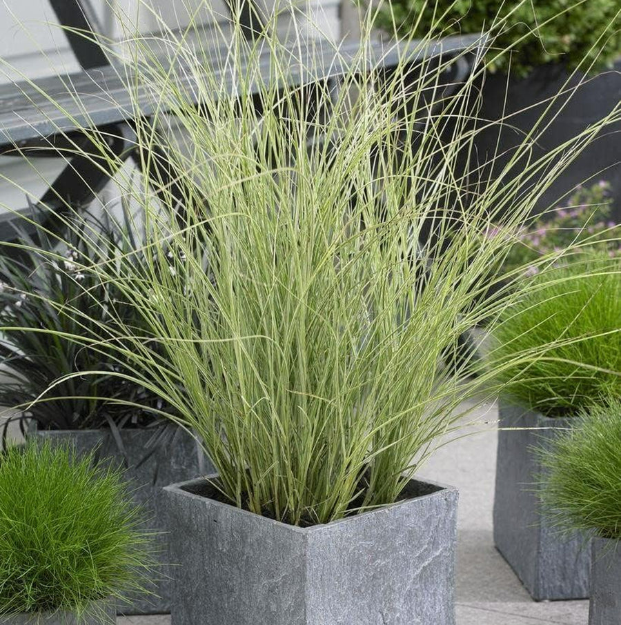 Miscanthus - 'Morning Light' miscanthusgrass1 2