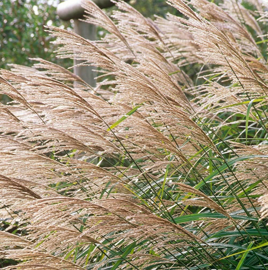 Miscanthus - 'Morning Light' miscanthusgrass2 3