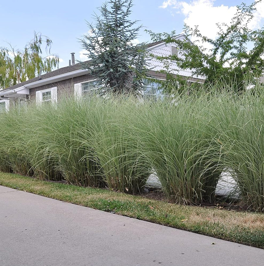 Miscanthus - 'Morning Light' miscanthusgrass3 4