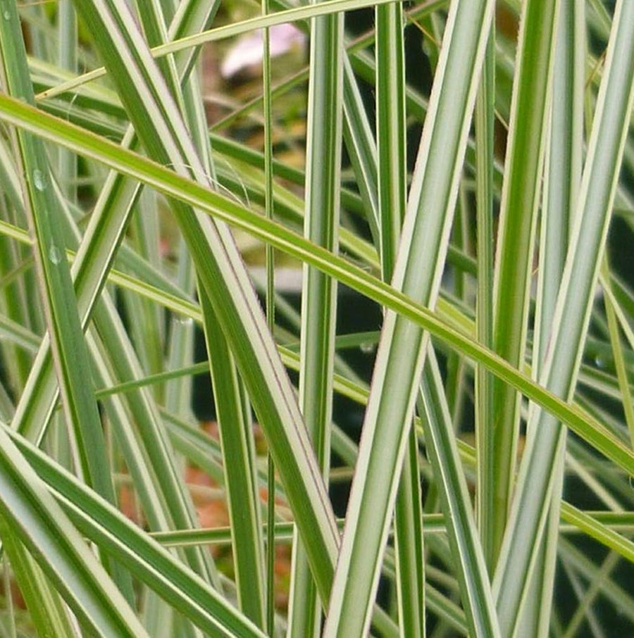 Miscanthus - 'Morning Light' miscanthusgrass4 5