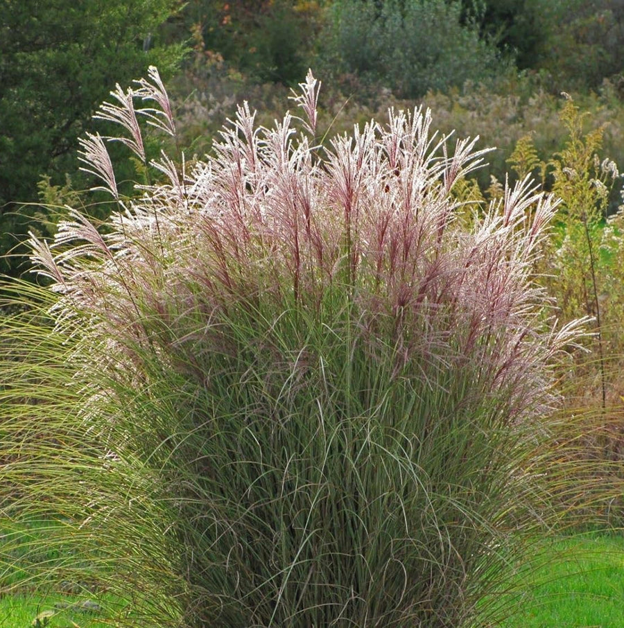 Miscanthus - 'Morning Light' miscanthusgrass5 6