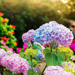 Hydrangea Mix Bare Root  1