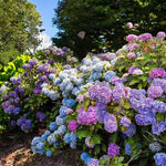Hydrangea Mix Bare Root  3