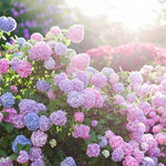 Hydrangea Mix Bare Root  2
