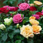 Bare Root Rose Mix  1