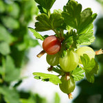 Gooseberry Mix  1