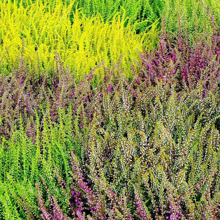 Mixed Calluna Heather Plants mixed-calluna-erica-heather-varieties-p6101-45605_image 6