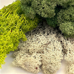 Reindeer Moss  7