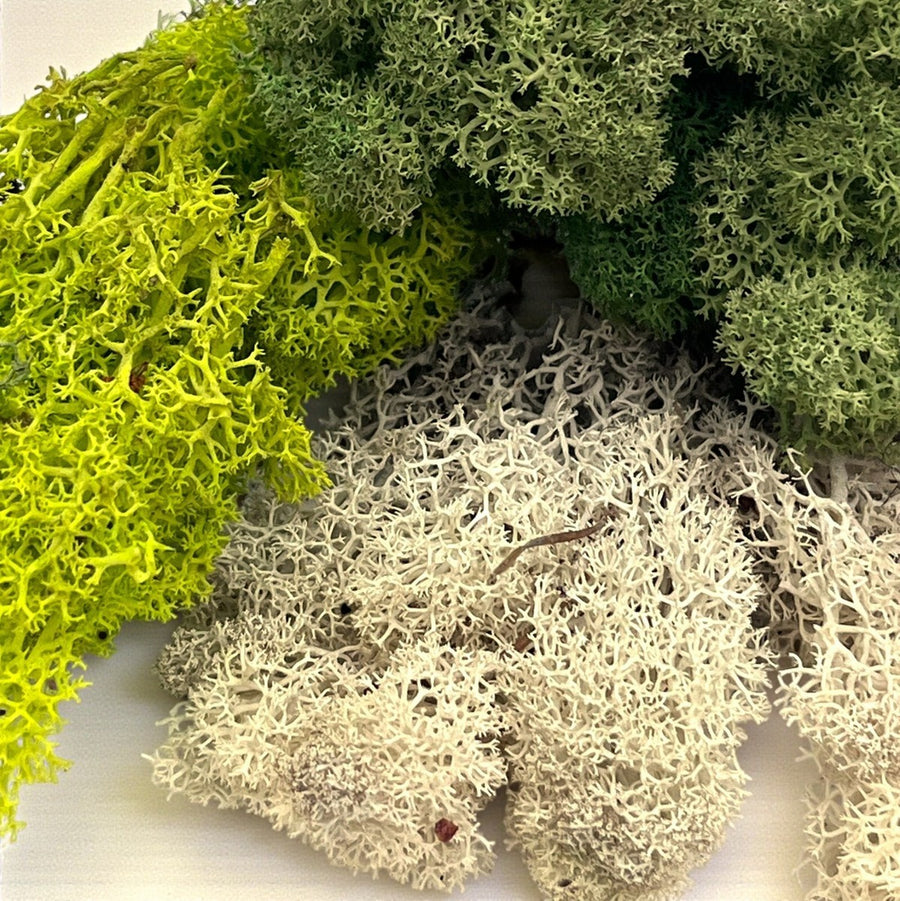 Reindeer Moss  7