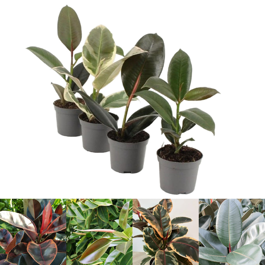 Ficus Elastica - Mixed Varieties mixedficus 2