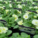 Primrose Bedding Plants  11