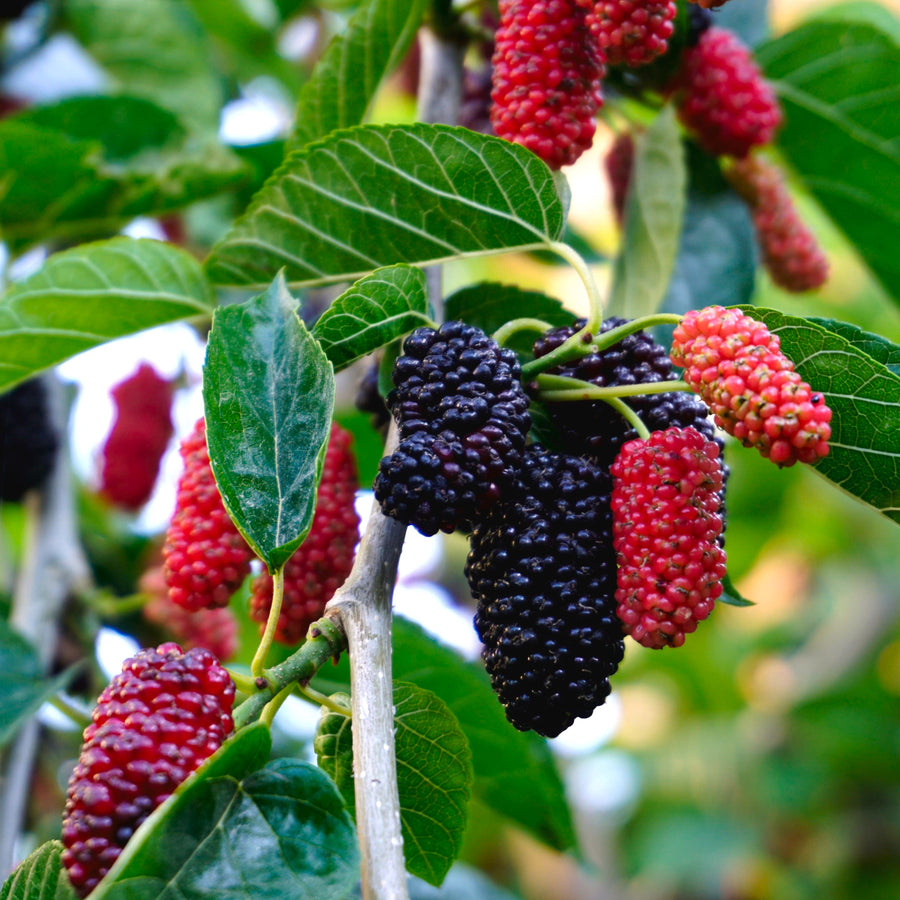 Mulberry Mojo Berry Mulberry Mojo Berry image1 1