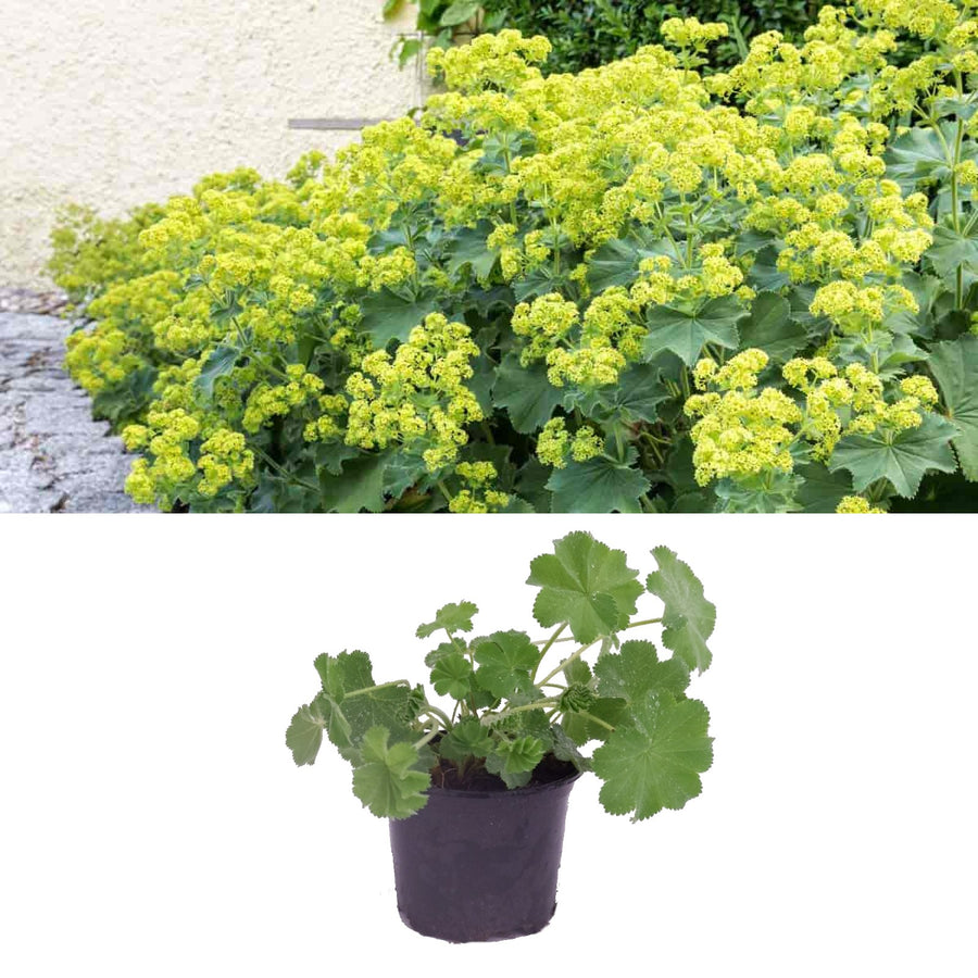 Alchemilla mollis Alchemilla mollis image1 1