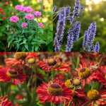 Monarda, Agastache & Helenium Bare Root Mix  1