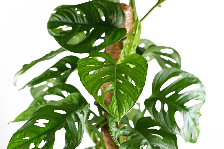 Monstera Monkey Leaf monstera-monkey-leaf 4