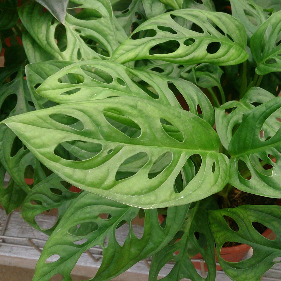 Monstera Monkey Leaf Monstera Obliqua in 10.5cm pot image1 1