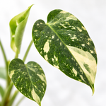 Monstera Deliciosa Thai Constellation  2