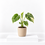 Monstera Deliciosa Thai Constellation  1